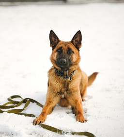 A photo of the new police service dog, Fenix